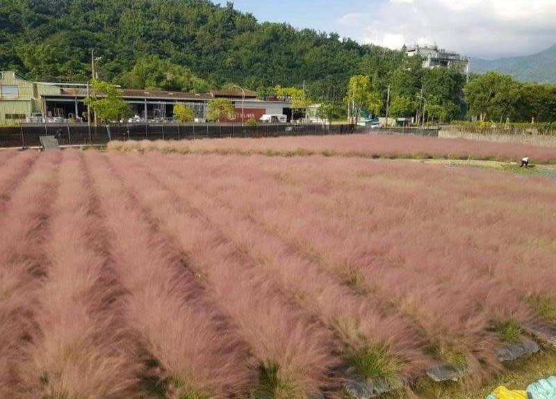粉黛亂子草被列為有害外來種，農委會建議地方政府開罰30萬元。（翻攝自農委會臉書）