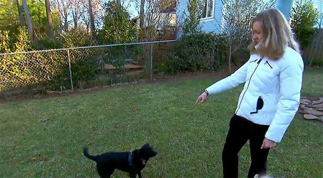 A woman lied about having emotional illness so she could fly with her dog. Picture: ABC News Videos