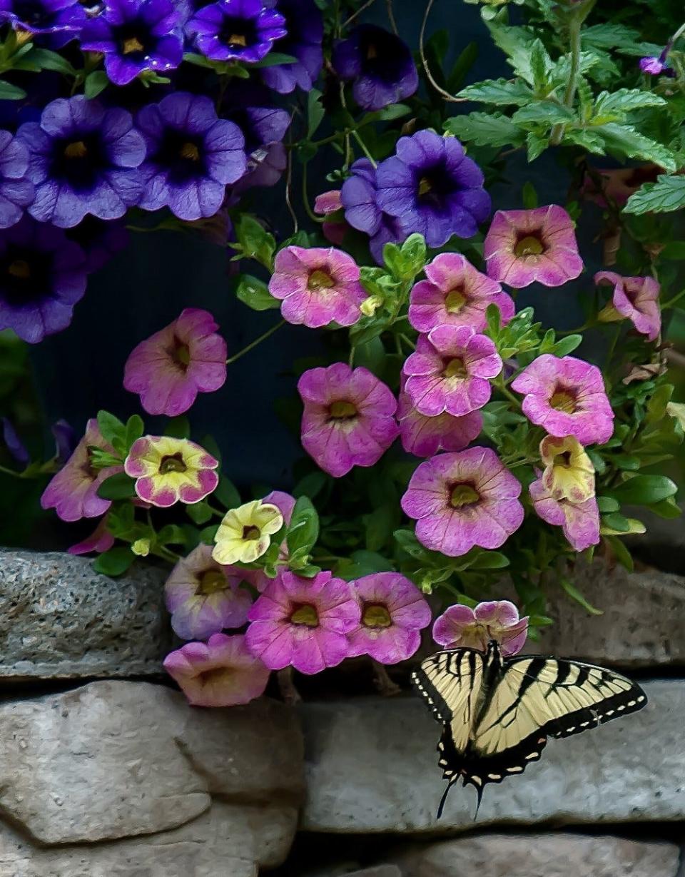 This Eastern Tiger Swallowtail found Superbells Prism Pink Lemonade to be perfect for an 85-degree day in March. Superbells Grape Punch calibrachoa is the companion.