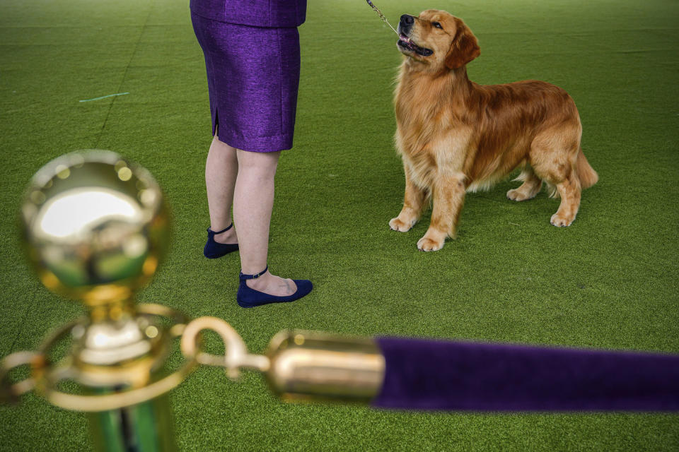 A dog waits on the green turf. (Julia Nikhinson / AP)