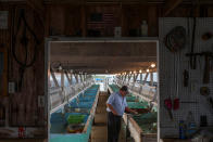 <p>Local fisherman Rudy Shores sorts through soft shell crabs at his crab shack on Tangier Island, Virginia, Aug. 2, 2017. (Photo: Adrees Latif/Reuters) </p>