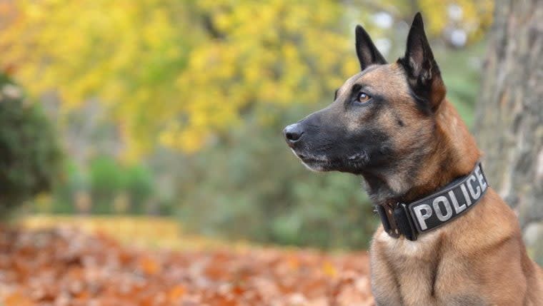 Police Dog Shot While on Duty