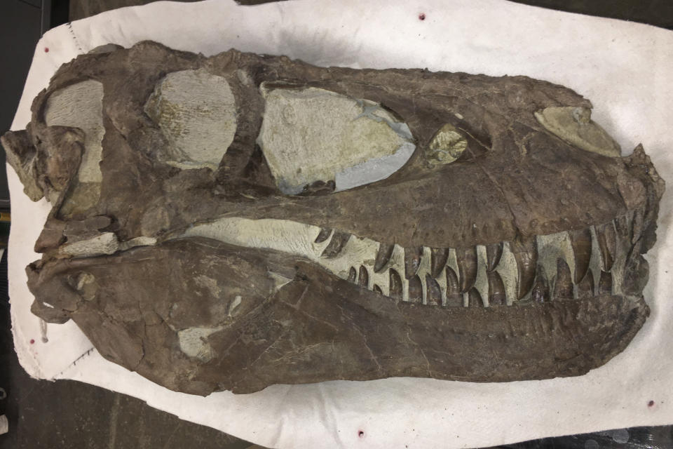 This photo provided by the Bureau of Land Management shows a "Hollywood" dinosaur specimen that was discovered approximately two miles north of the Rainbows and Unicorns Quarry on Grand Staircase-Escalante National Monument in Utah on Feb. 26, 2019. Ferocious tyrannosaur dinosaurs may not have been solitary predators as long envisioned, but more like social carnivores such as wolves, new research unveiled Monday, April 19, 2021, found. (Dr. Alan Titus/Bureau of Land Management via AP)