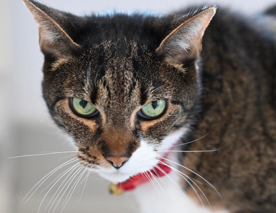 Sox and his brother Max (not pictured) arrived at the humane society after their owner died. Sweet 9-year-old Sox wants nothing more than a sunny window and a comfy bed.