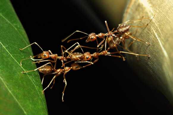 Ant bridge