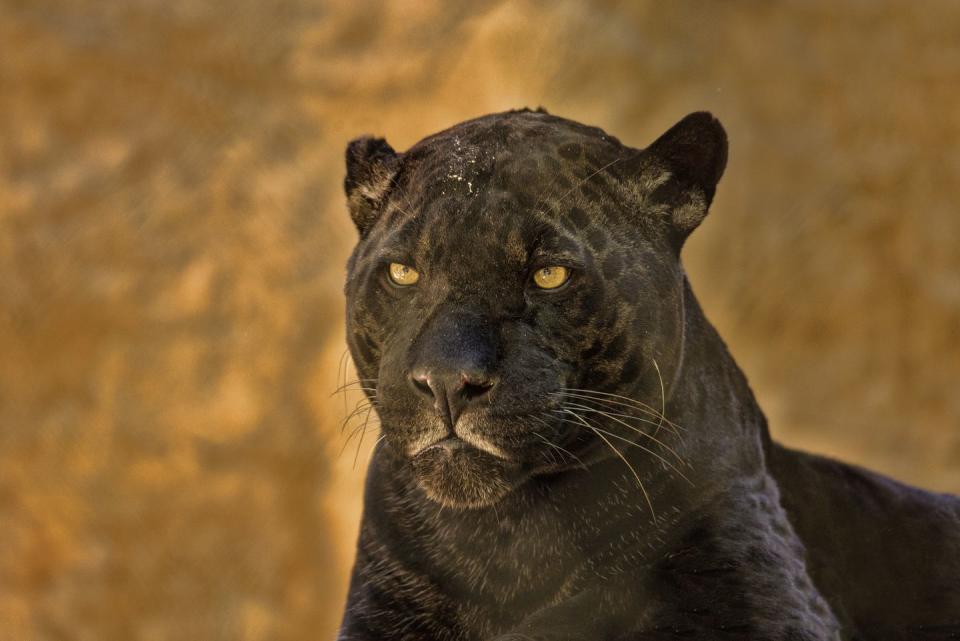 Black Jaguars Still Exist