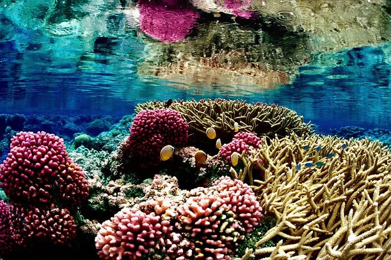 Palmyra Atoll Coral Reef