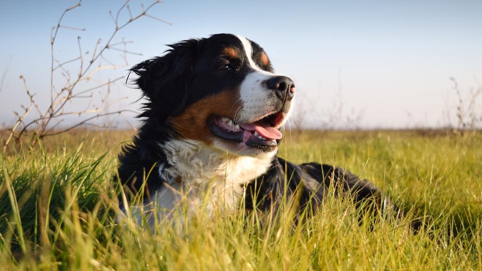 Bernese Mountain Dog