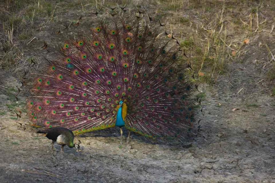 Travel Wildlife India Peacock Kanha