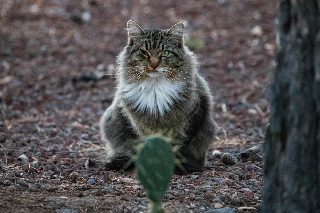 A feral cat sits outside in Las Cruces on Tuesday, Jan. 4, 2022.