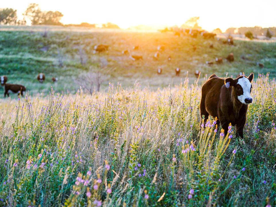 a cown in a field in nebraska at sunset