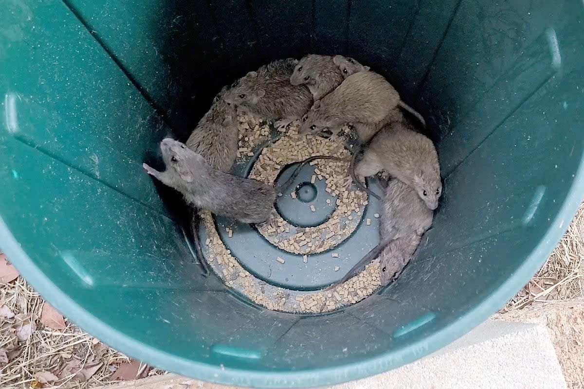 One of the improv traps set by an Australian to help combat the plague (DEREK LORD/AFP via Getty Images)