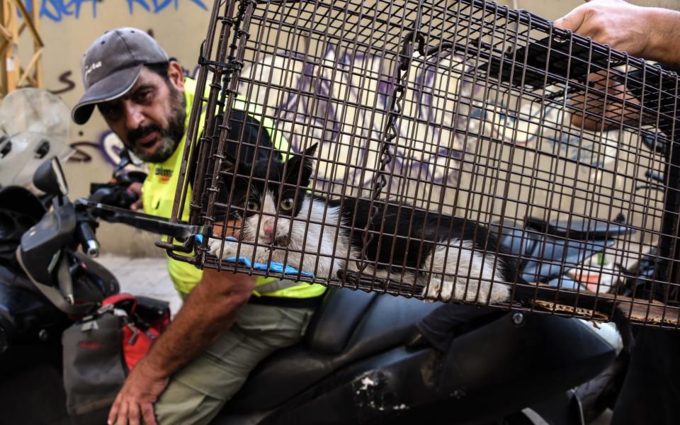 A man examines one of the many rescued kittens in Beirut - Elizabeth Fitt /Â© EF Images 2020