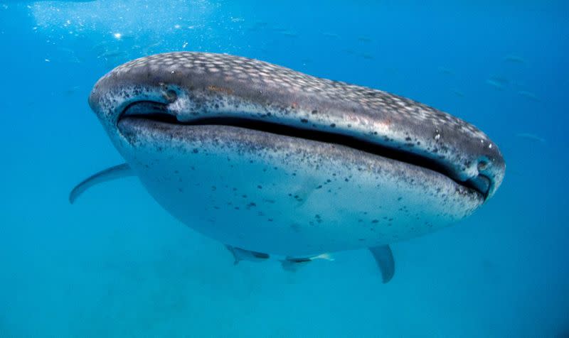 FILE PHOTO: A whale shark approaches a feeder boat off the beach of Tan-awan