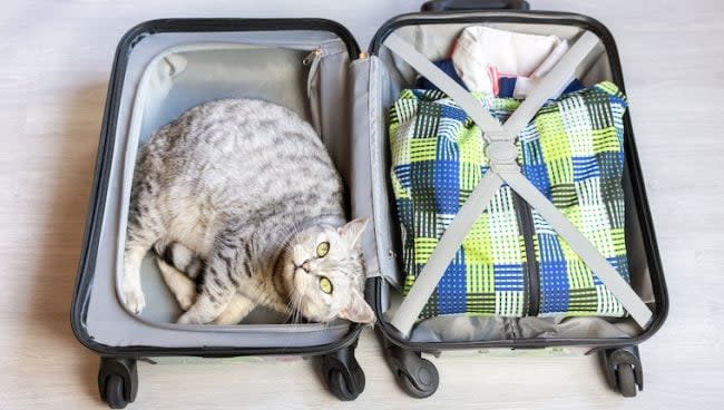 stowaway cat