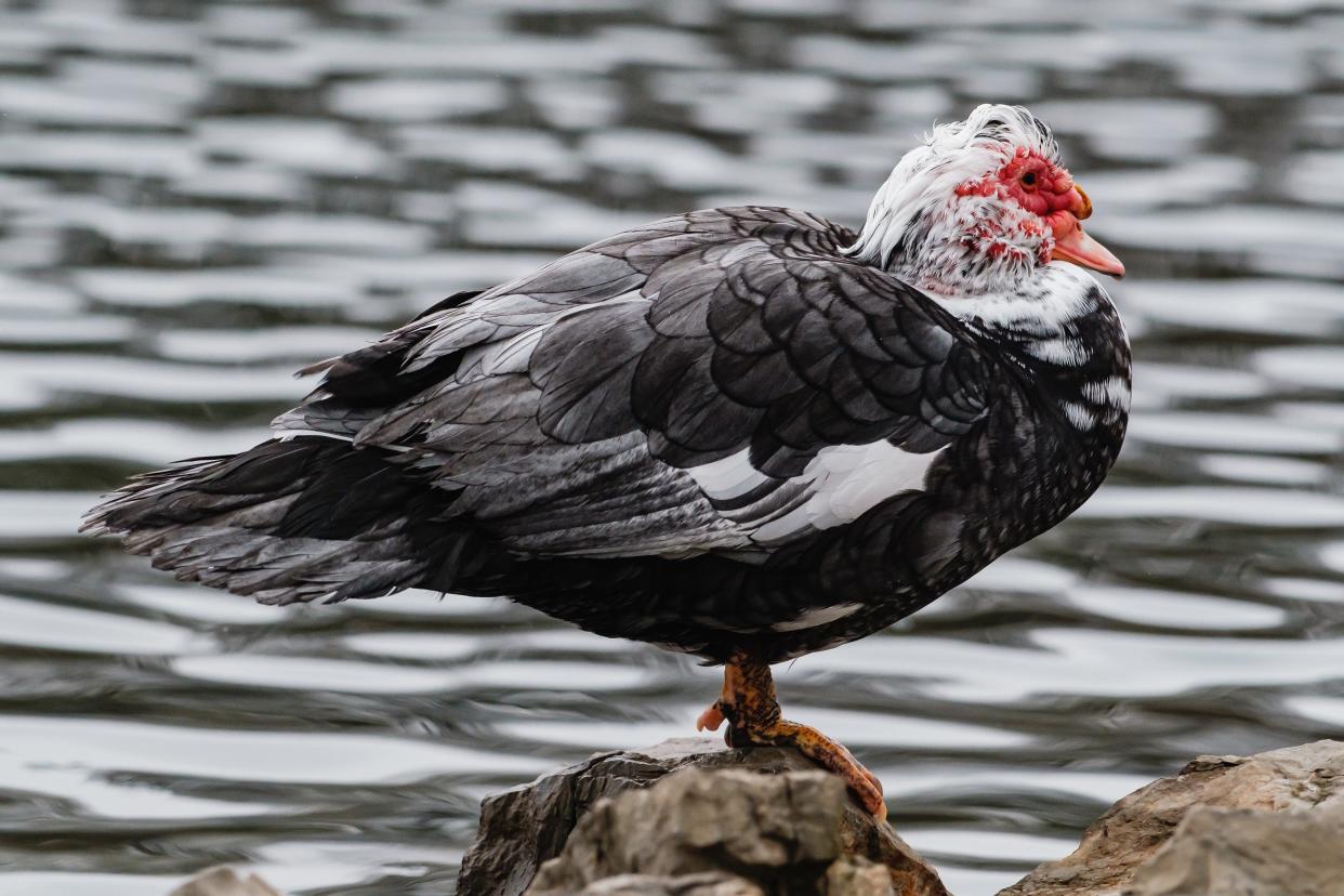 A domesticated male Muscovy duck preens in the pond at Tuscora Park in New Philadelphia.