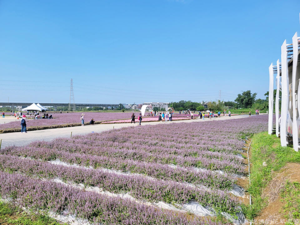 2022桃園仙草花節～仙茶之舞