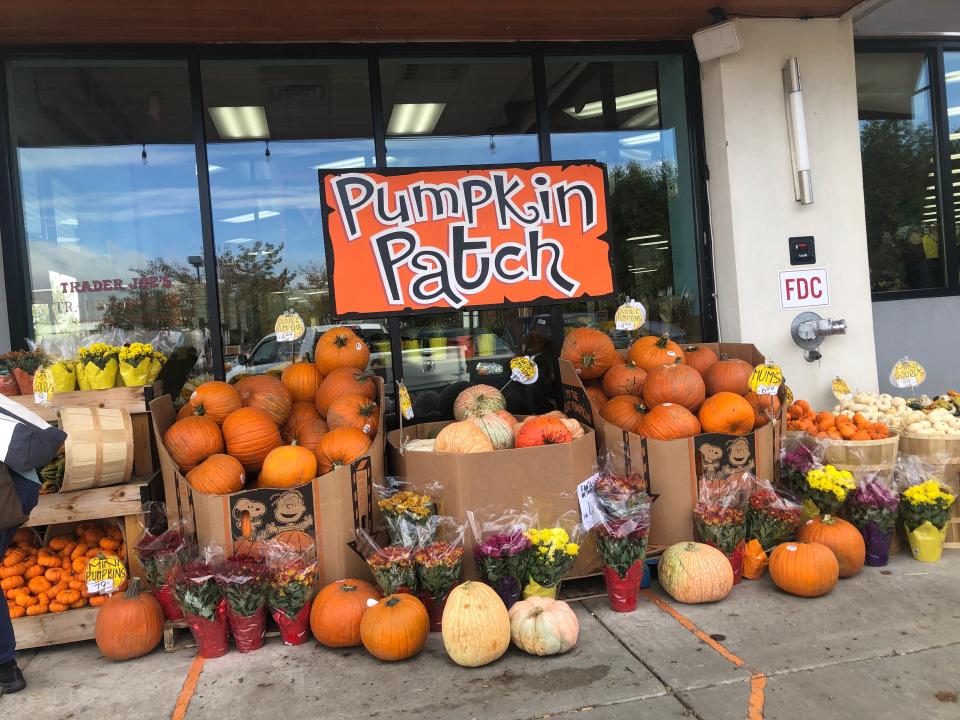 trader joe's pumpkin patch display