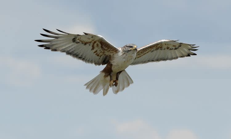 Ferruginous hawk seen flying in a blue sky