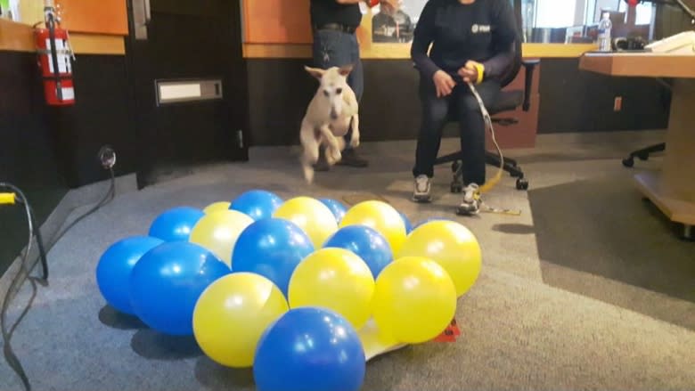 Pop goes the whippet: Calgary dog's balloon-bursting skills break Guinness World Record