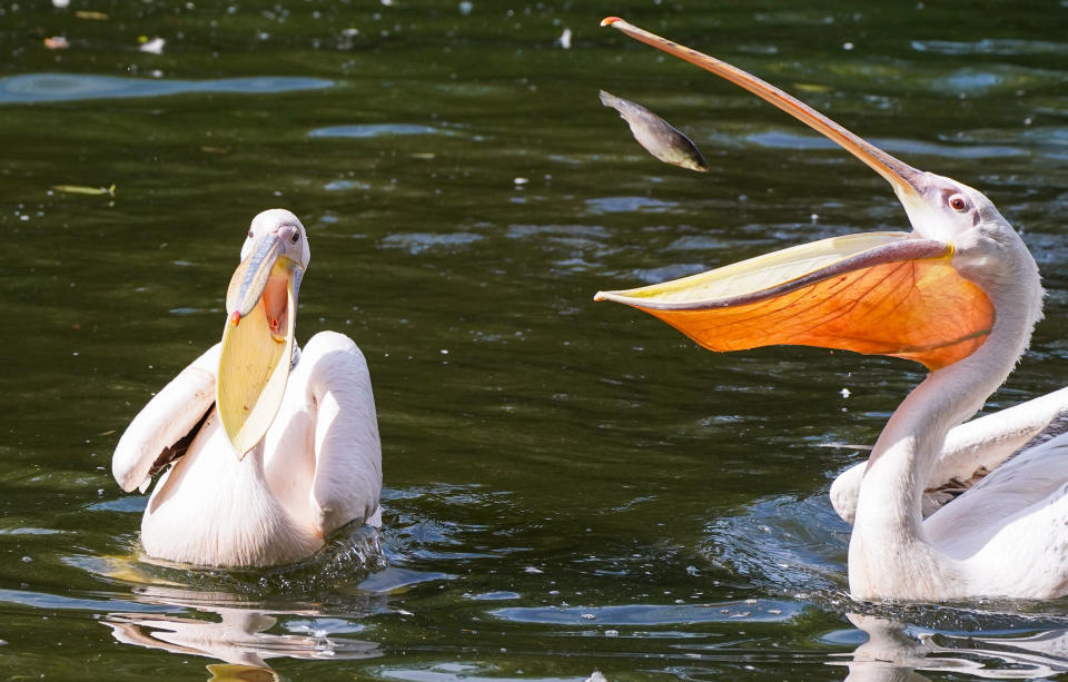 <p>Keepers feed the pelicans in St Jame's Park, London. High temperatures and sunshine are predicted for the first week back at school for all pupils across the UK. Picture date: Monday September 6, 2021.</p>
