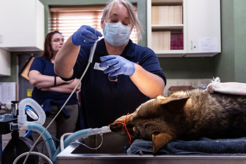 An endangered red wolf receives a dental exam and health checkup in Washington state