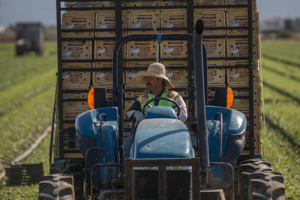 Immigrant farm workers harvest spinach field as US President Donald Trump takes steps to drastically increase deportations on February 24, 2017 near Coachella, California. (Photo: DAVID MCNEW/AFP/Getty Images)