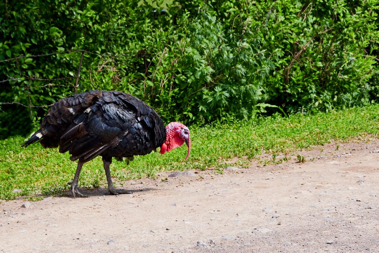 A live turkey walks down a path looking for food.