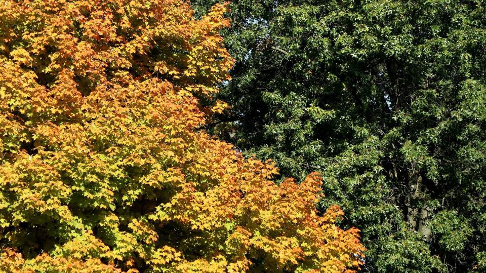 Leaves change color at Blendon Woods Metro Park on Wednesday, Oct. 7, 2020.