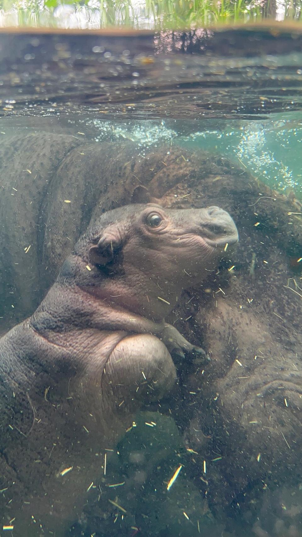 Fritz - baby hippo