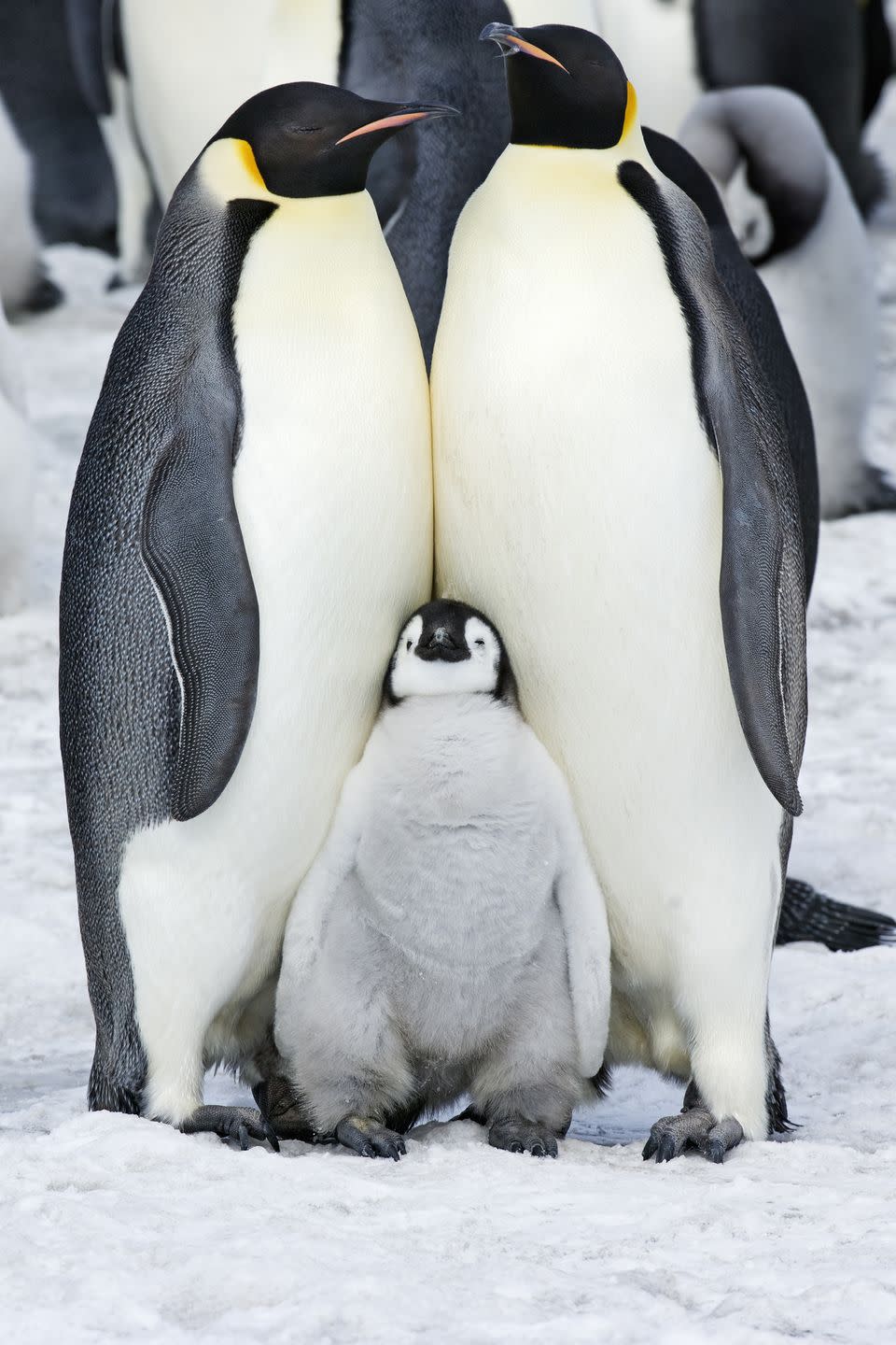 Pudgy penguins make good mates.