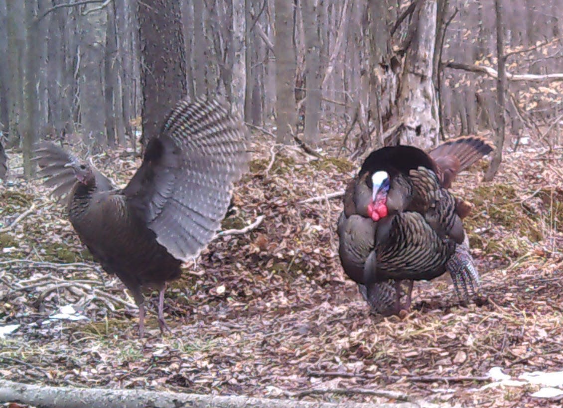 Too aggressive: A tom turkey in full display flushes a hen he was trying to attract.