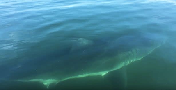 'He keeps getting closer and closer': The predator swam around the boat and circled them for over five minutes. Photo: YouTube/James Gibbons