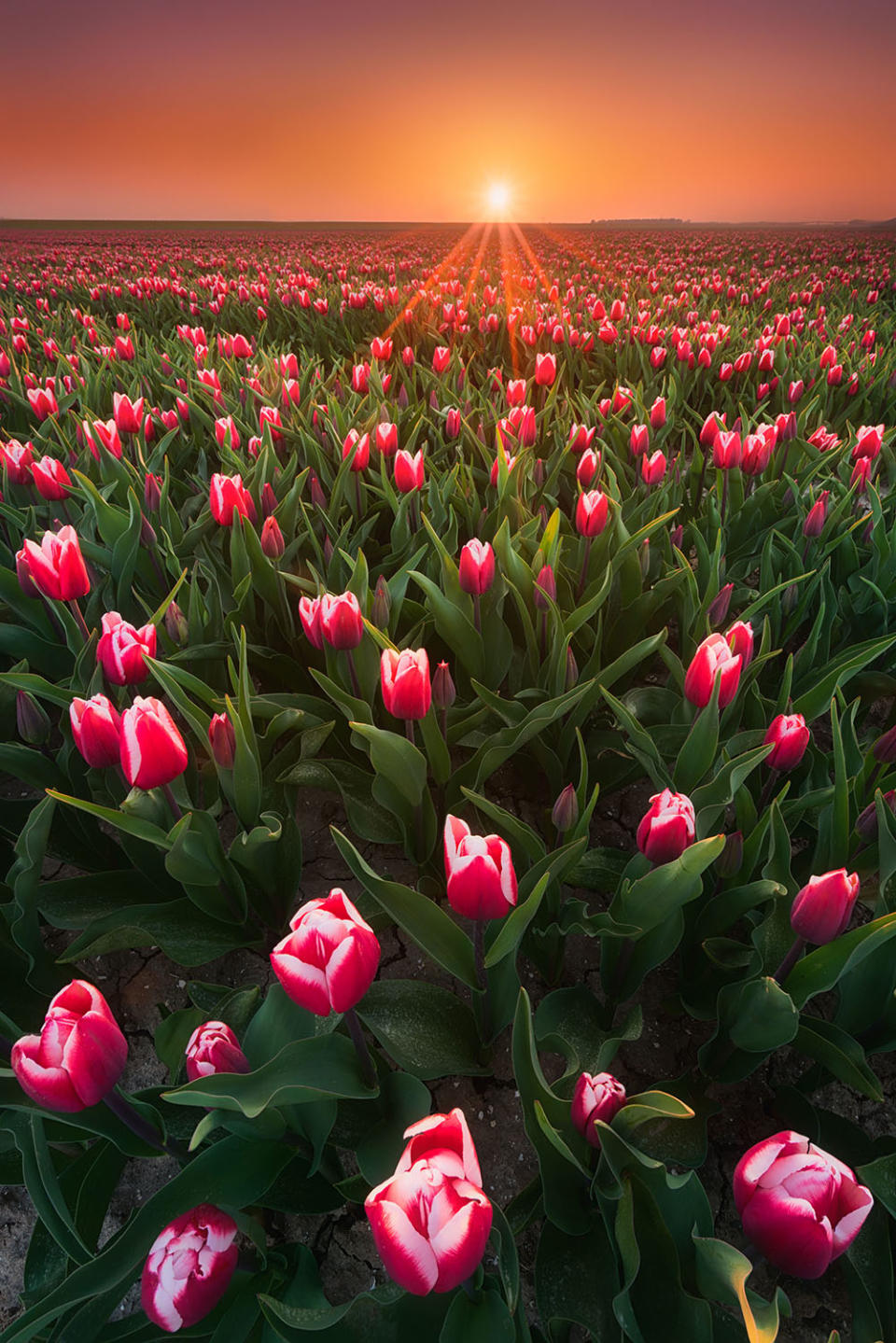 Photographer captures stunning tulip fields