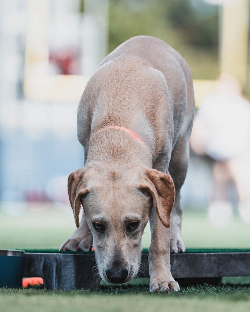 Juice, Lane Kiffin's dog, attends an Ole Miss football practice before the start of the 2022 season.