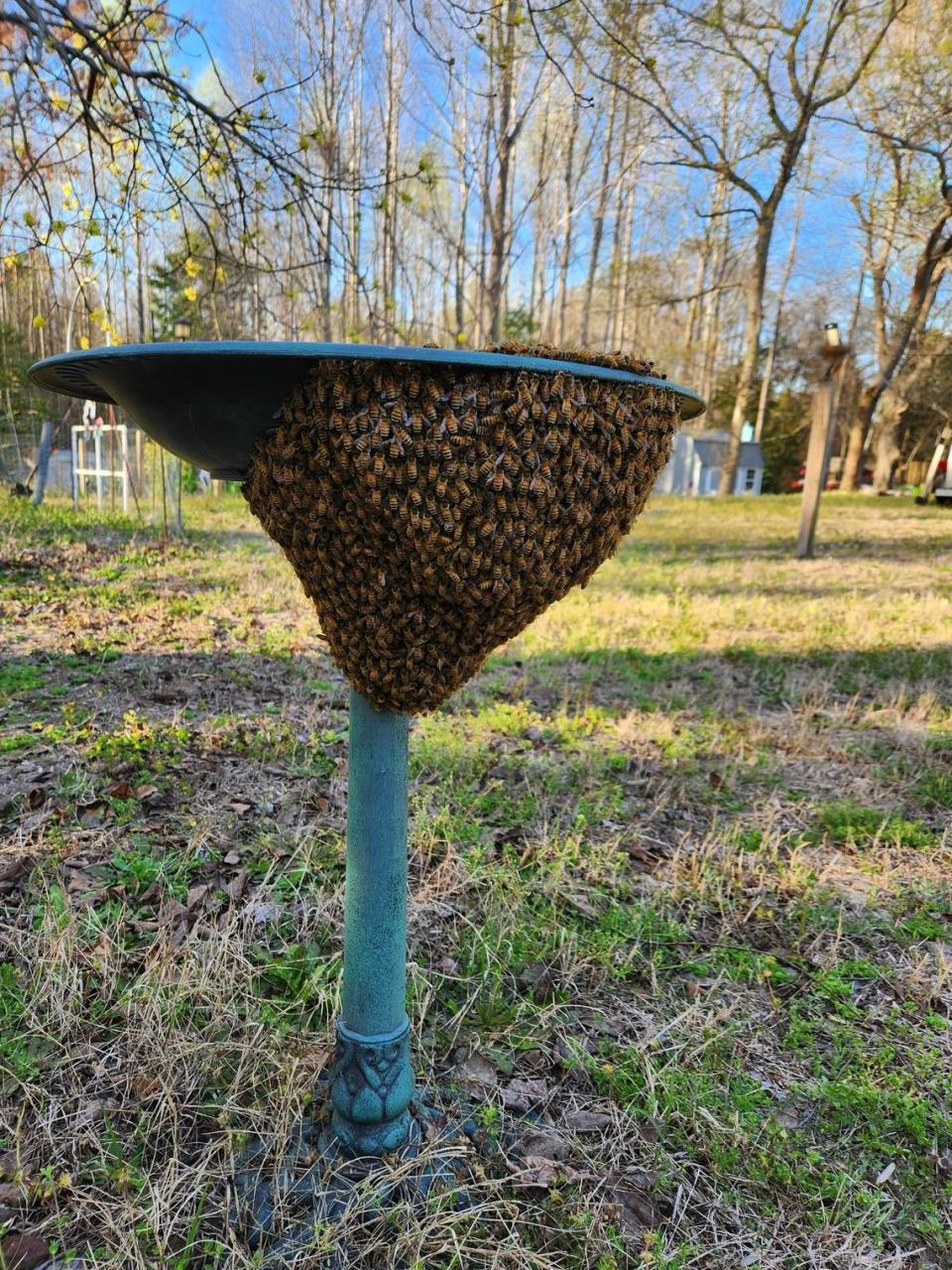 A honey bee swarm on a bird bath. Courtesy of Jennifer Keller