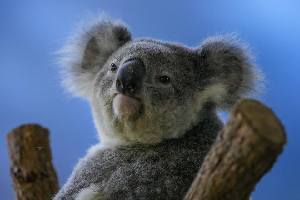 A koala sits in a tree at a koala park in Sydney, Australia, Friday, May 5, 2023. Australian scientists have begun vaccinating wild koalas against chlamydia in a pioneering field trial in New South Wales. The aim is to test a method for protecting the beloved marsupials against a widespread disease that causes blindness, infertility and death. (AP Photo/Mark Baker)