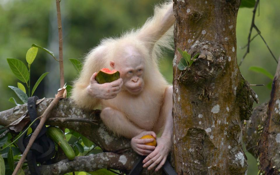 Meet Alba: The world's only albino orangutan - BOS Foundation