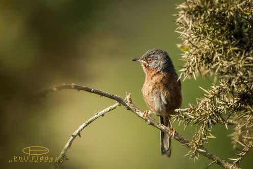 <span class="caption">Dartford warbler in Chobham Common, a protected area in Surrey Heath.</span> <span class="attribution"><a class="link " href="https://www.flickr.com/photos/philjose1878/19450959248/" rel="nofollow noopener" target="_blank" data-ylk="slk:Phil Fiddes;elm:context_link;itc:0;sec:content-canvas">Phil Fiddes</a>, <a class="link " href="http://creativecommons.org/licenses/by-sa/4.0/" rel="nofollow noopener" target="_blank" data-ylk="slk:CC BY-SA;elm:context_link;itc:0;sec:content-canvas">CC BY-SA</a></span>