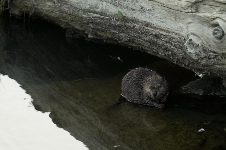 A beaver sits on a rock in Napa Creek, Wednesday, July 19, 2023, in Napa, Calif. (AP Photo/Godofredo A. Vásquez)