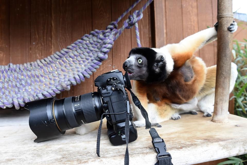 Poppy, a female Crowned sifaka, inspects a photographer's camera in the enclosure at the zoo of Mulhouse, eastern France, on March 5, 2019. The Crowned sifaka is a critically endangered species from Madagascar. (Photo: Sebastien Bozon/AFP/Getty Images)