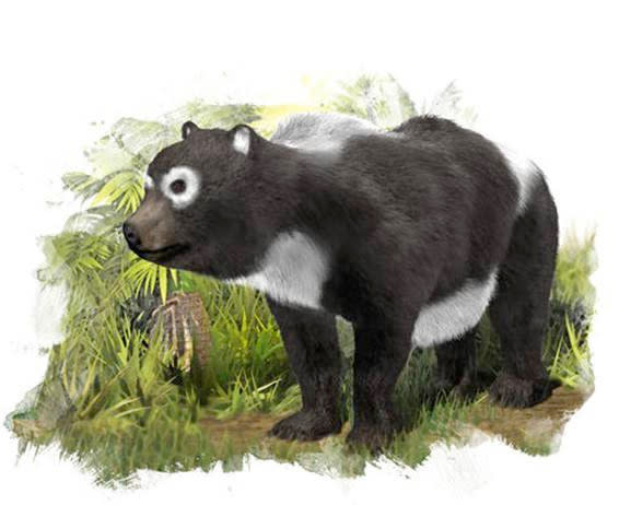 The oldest known ancestor of the giant panda lineage (<em>Ailuropoda melanoleuca</em>) lived about 11.6 million years ago in what is now Spain.