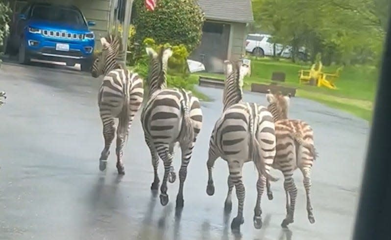 The four zebras running on a highway in Washington.