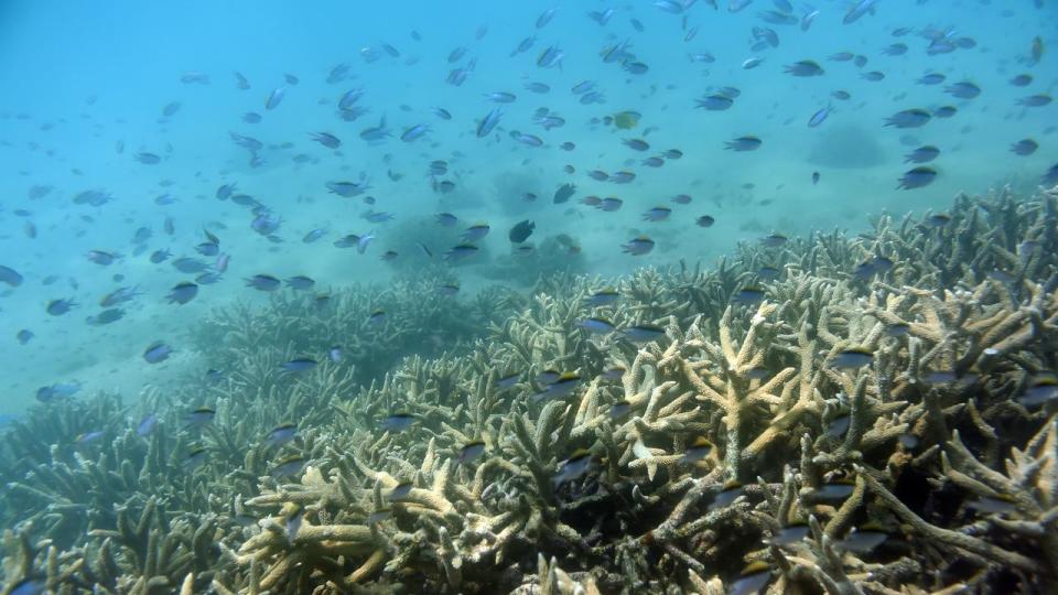 WWF report: Earth enters latest 'mass extinction event' with wildlife wiped out with habitats and natural resources destroyed, including our Great Barrier Reef.