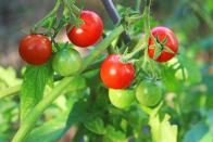 Sind Tomaten unreif, erkennen Sie das recht einfach an der grünen Farbe. Einzige Ausnahme: es gibt eine Sorte, die auch in reifen Zustand grün ist. Im unreifen Zustand ist in den Tomaten Solanin enthalten, welches giftig sein kann. Natürlich gilt auch hier: Die Menge macht's. Essen Sie eine einzige unreife Tomate, werden Sie wohl nicht krank werden. Einen kompletten Tomatensalat aus unreifen Früchten sollten Sie sich aber besser sparen. (Bild: iStock / Gabriele Grassl)