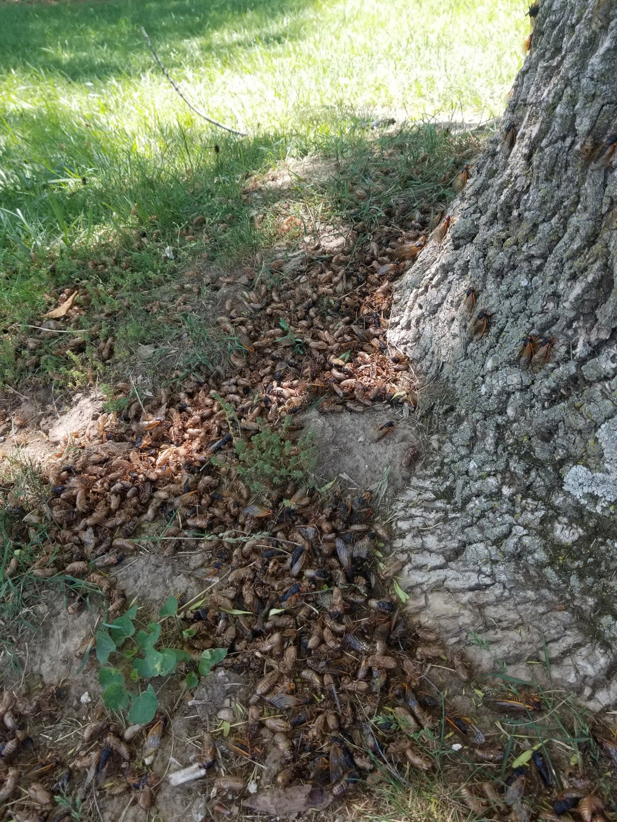 A pile of cicadas in Bloomington, Indiana in 2021. Entomologists are eager to study two broods of cicadas co-emerging this spring for the first time in more than 200 years (Courtesy of Katie Dana)