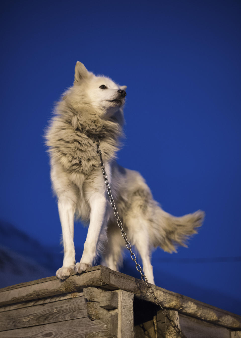 Kennel in Adventdalen, just outside of Longyearbyen on Svalbard with Alaskan Husky, sled dog, during the dark winter season with its blue light.