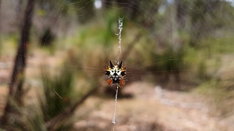 Med hjälp av det luftburna DNA som samlats in från spindelnäten kunde forskarna identifiera djur med olika beteenden och livsstilar.  -Joshua Newton