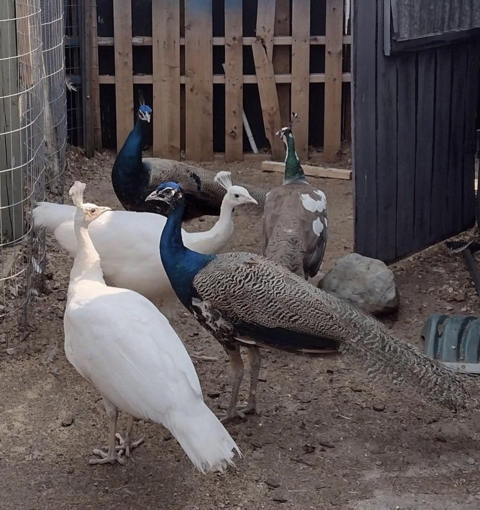 The peafowl of Legendary Acres Hobby Farm got out the day after their first birthday to explore their neighborhood.