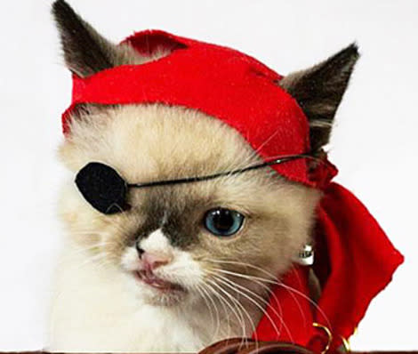 Sir Stuffington dressed as a pirate